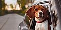 Bellender Passagier: Tipps für den Hundetransport im Auto